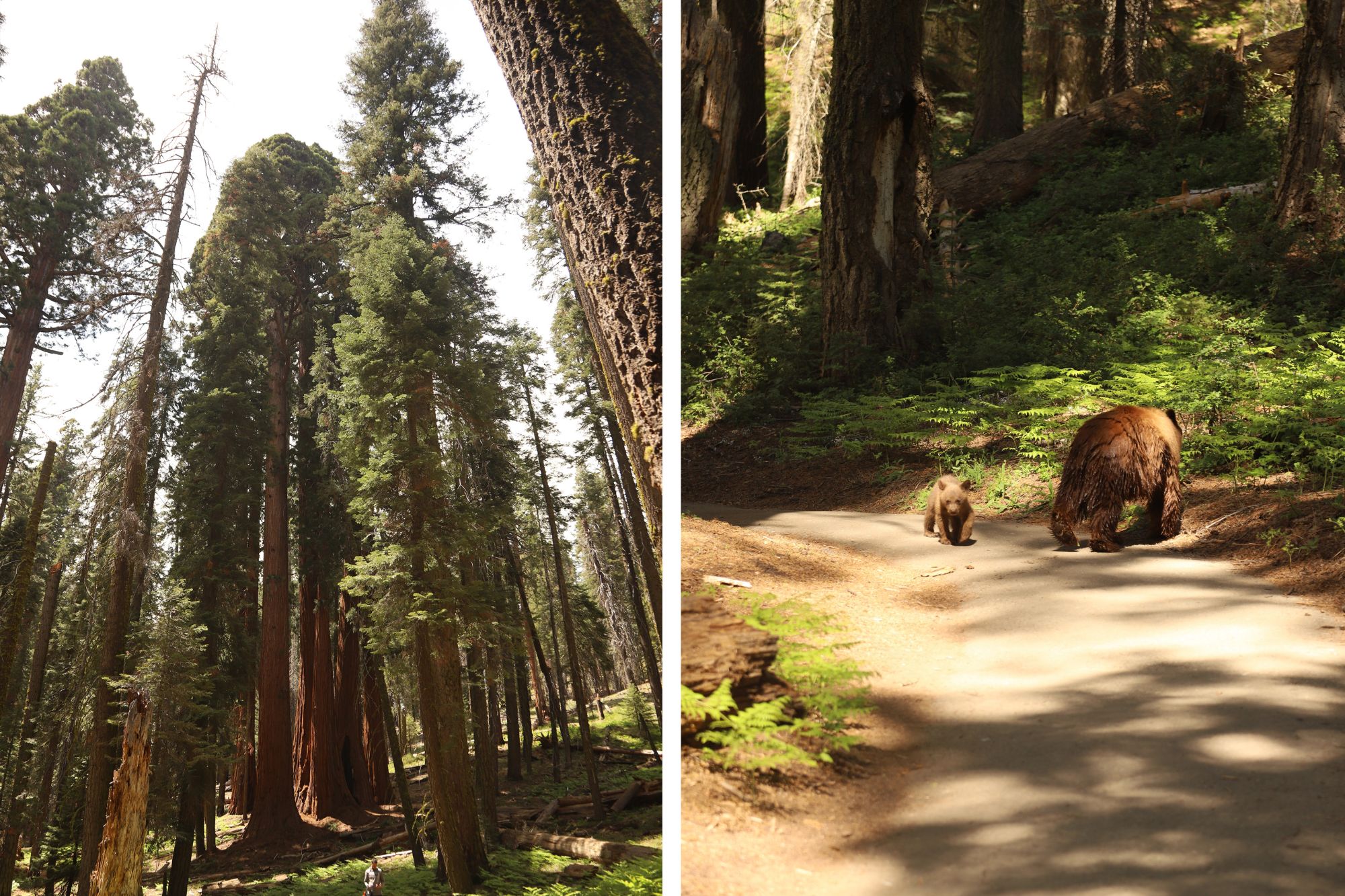 Bear and forest view