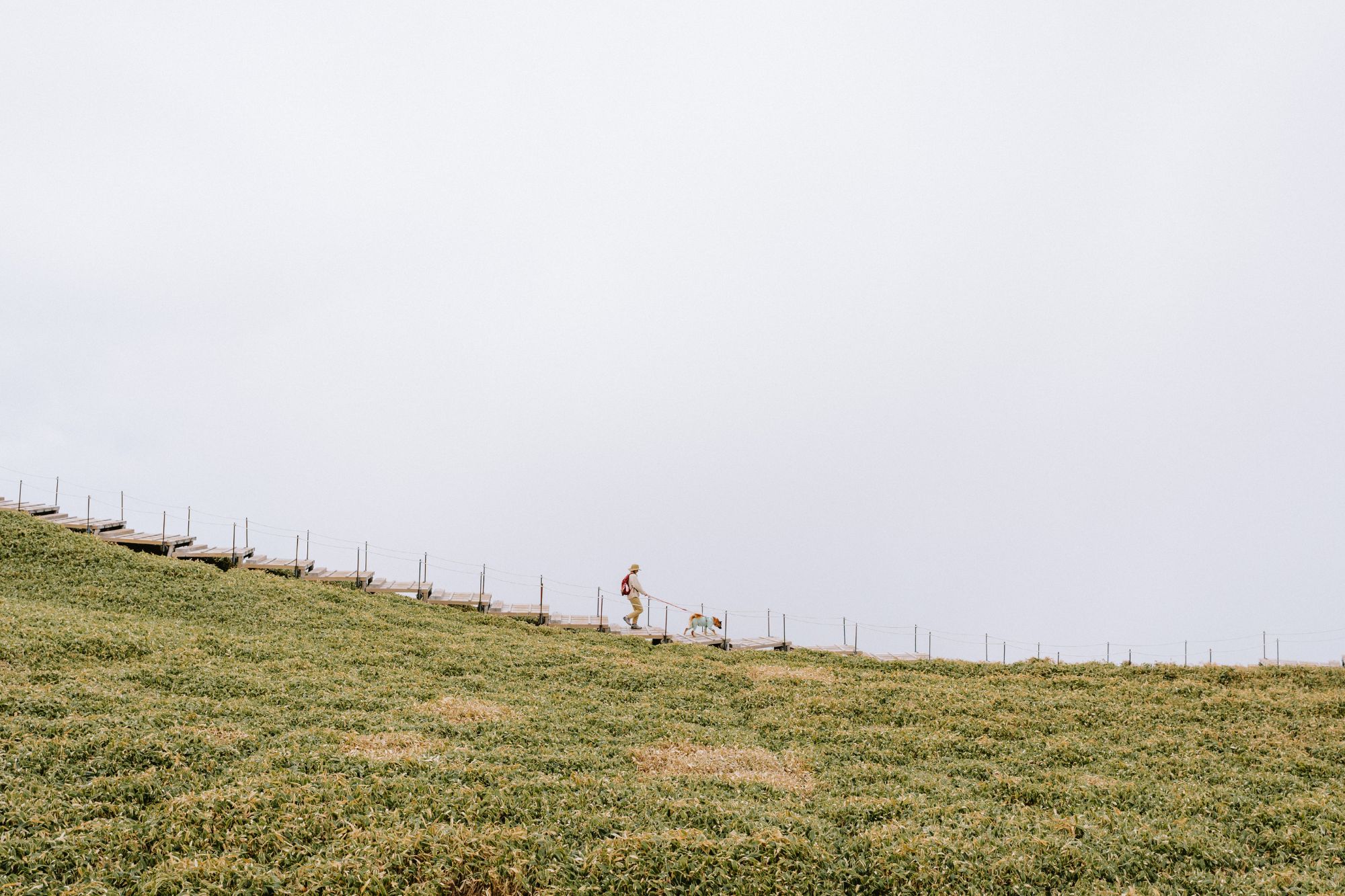 Man walking a dog down wood stairs beside grassy patch overlooking highly obscured foggy landscape.