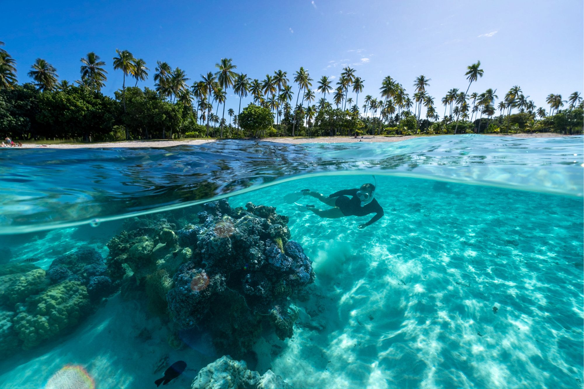 Snorkeler examines colorful coral beds under clear turquoise tropical water with view of palm tree lined beach.