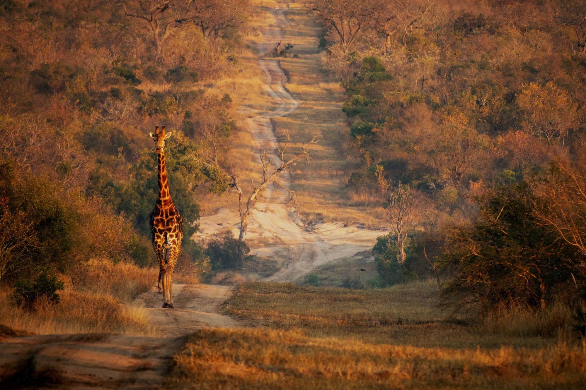 Giraffe walking dirt path in Africa under glow of sunset.
