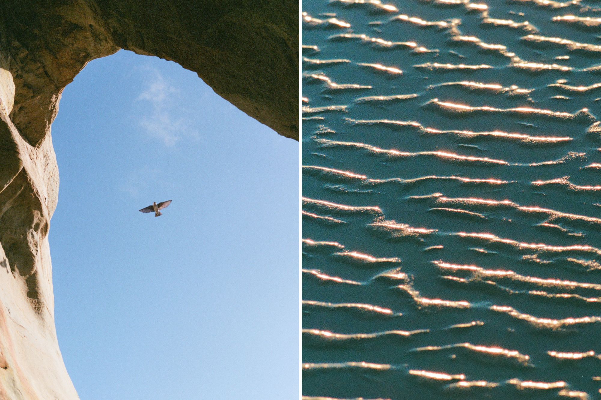 Bird flying and waves