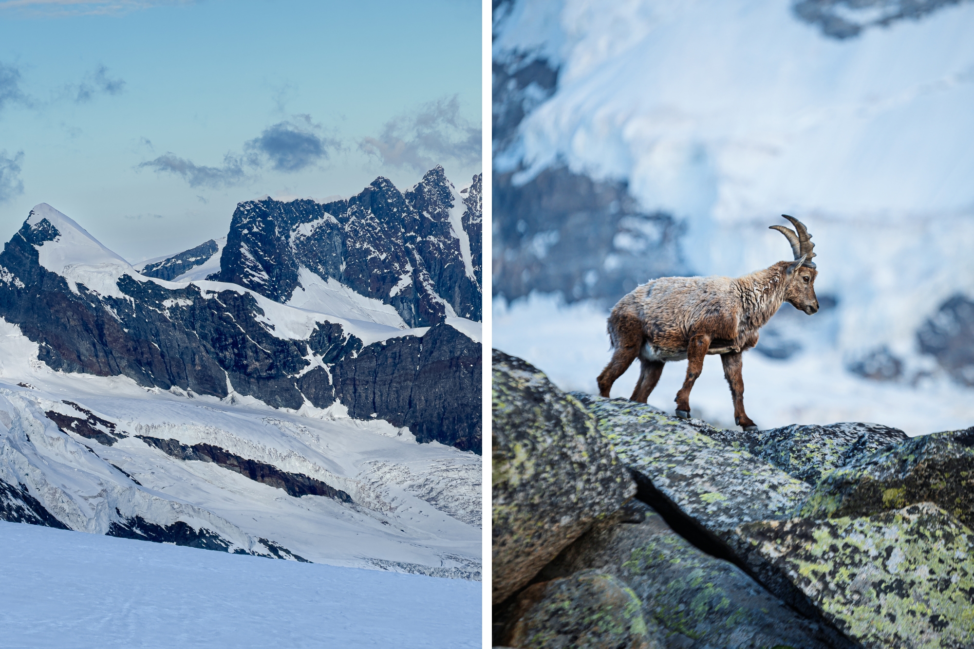 Snowy mountains with cold blue hue casts across, with small mountain goat taking in the view from atop a mossy rock.