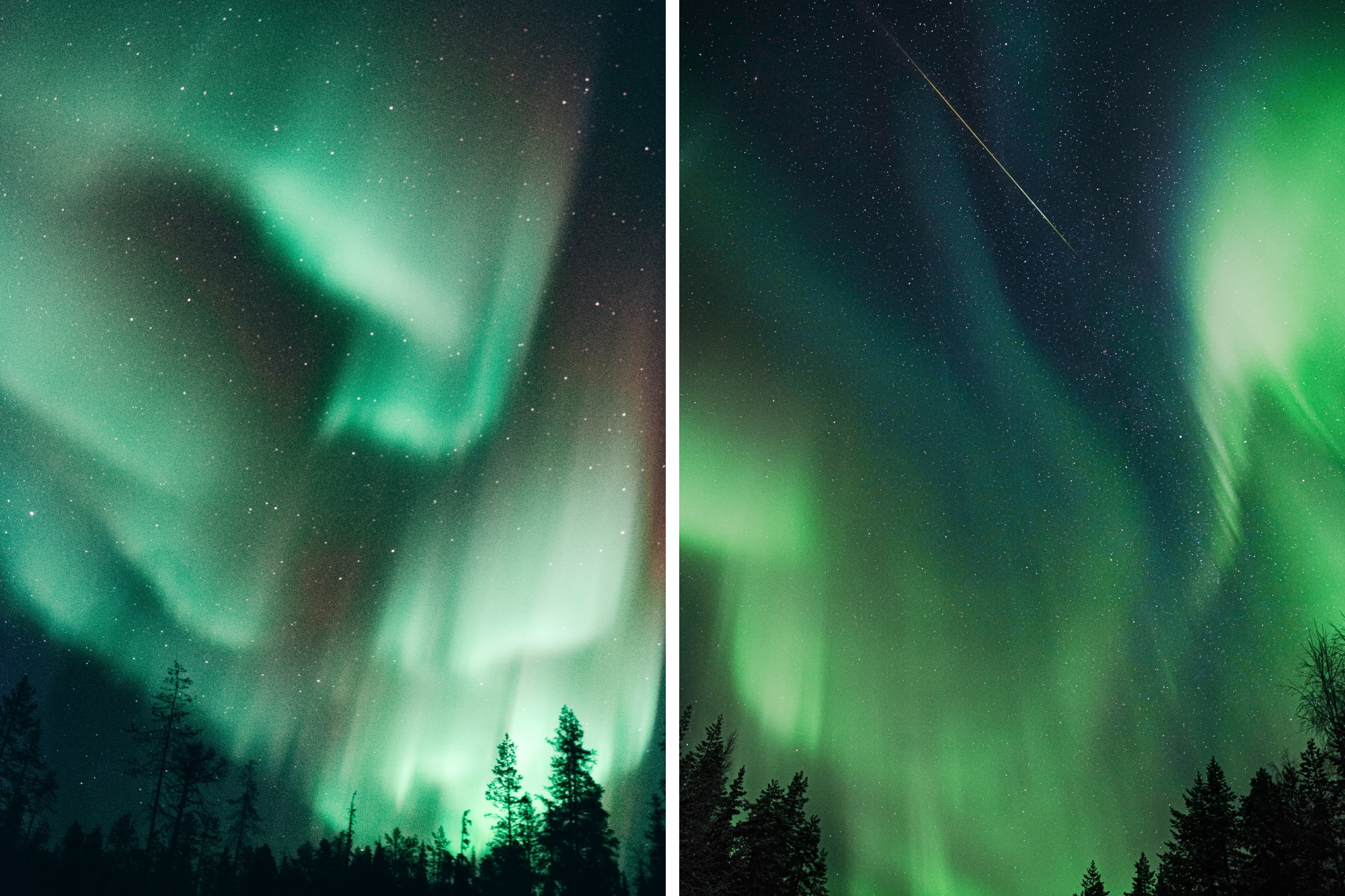 Green waves of Northern Lights in the starry night sky with shadow of tall pine trees lining the bottom of the photo.