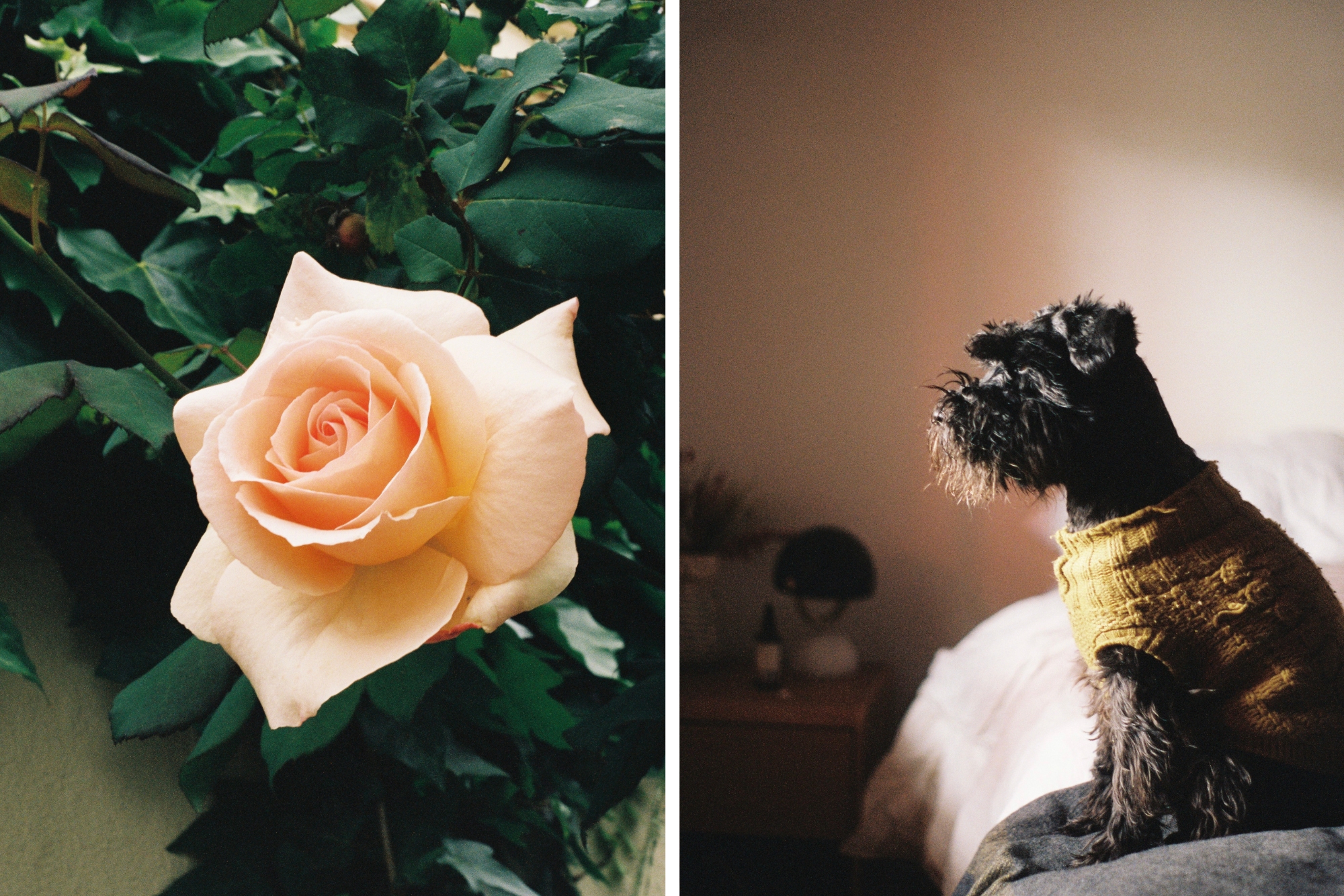 Dog looking out the window and flower