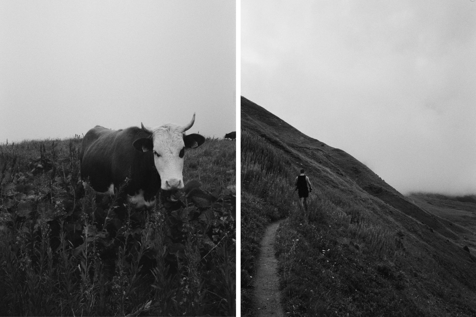 A photo of a cow in grass next to a man walking up a narrow hill path.