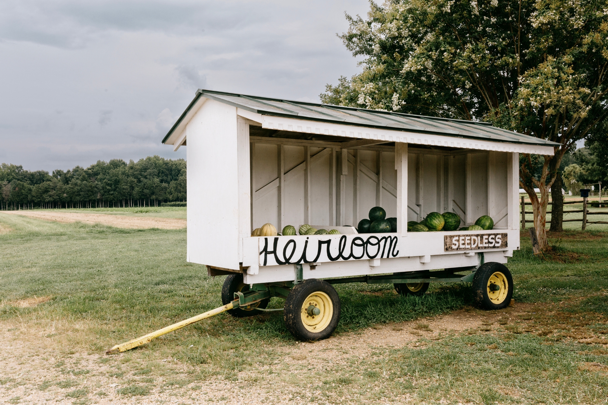 White painted wooden pull cart filled with watermelons left on grassy field.