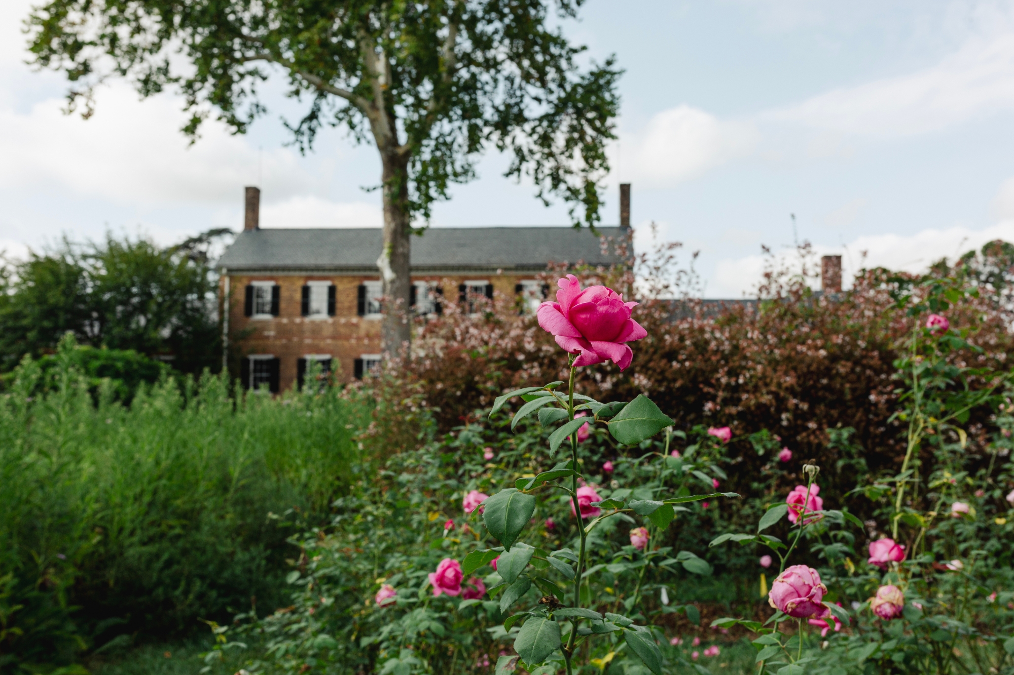 A single tall pink rose stands out from rose bush in front of old rustic brick house.