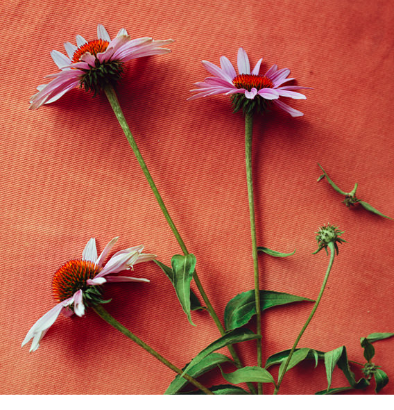 Three pink daisy stems partially dried, lying on patchy red fabric.