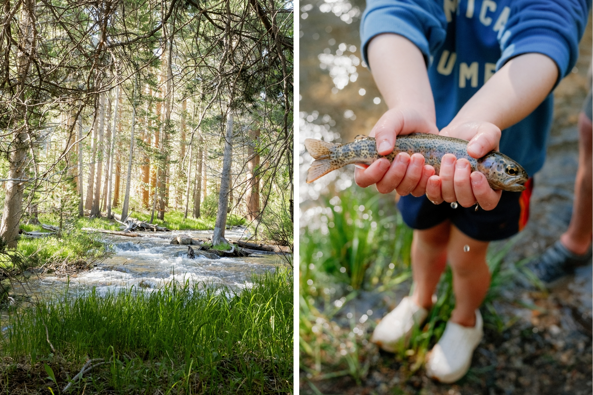 Running stream and grass lining the sides where a boy stands presenting small fish caught.