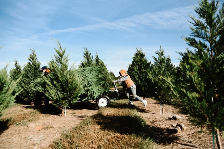 Young boy using a cart to wheel away a chopped down Christmas tree under bright sun with help from his brother.