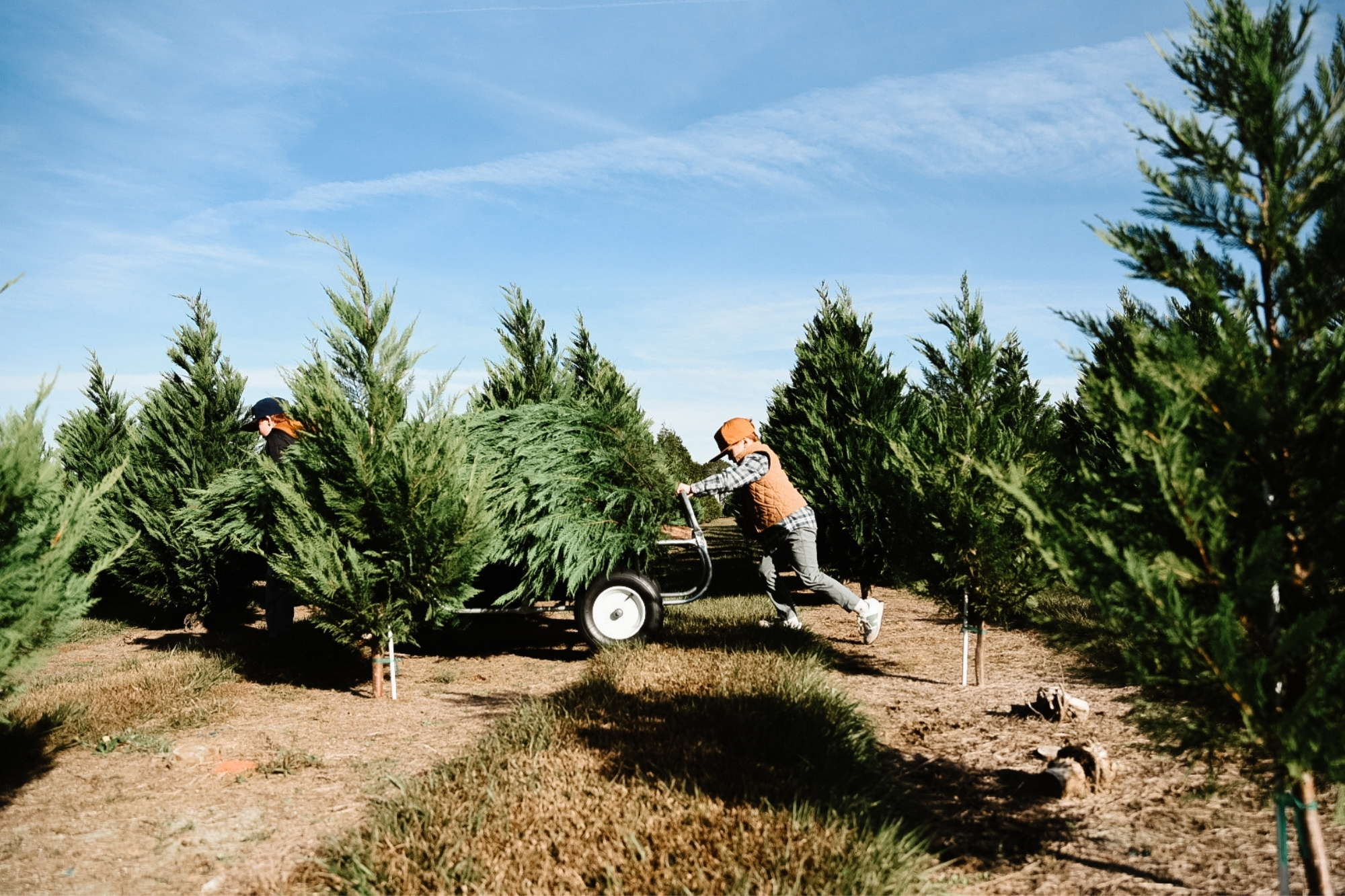 Young boy using a cart to wheel away a chopped down Christmas tree under bright sun with help from his brother.