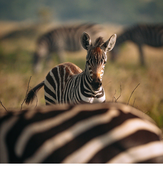 Zebra in African savannah watches the back of another zebra.