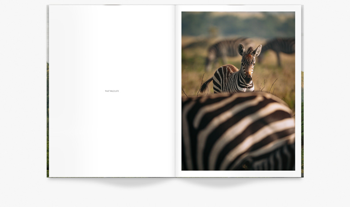 Open magazine showing an image of a zebra