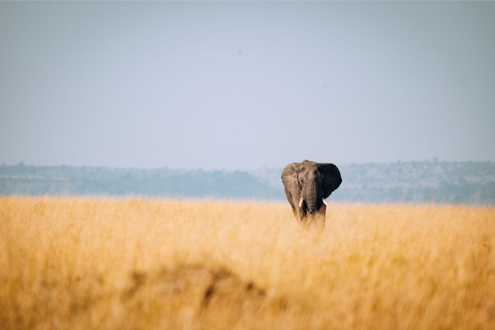 Photograph of an elephant on African Plains