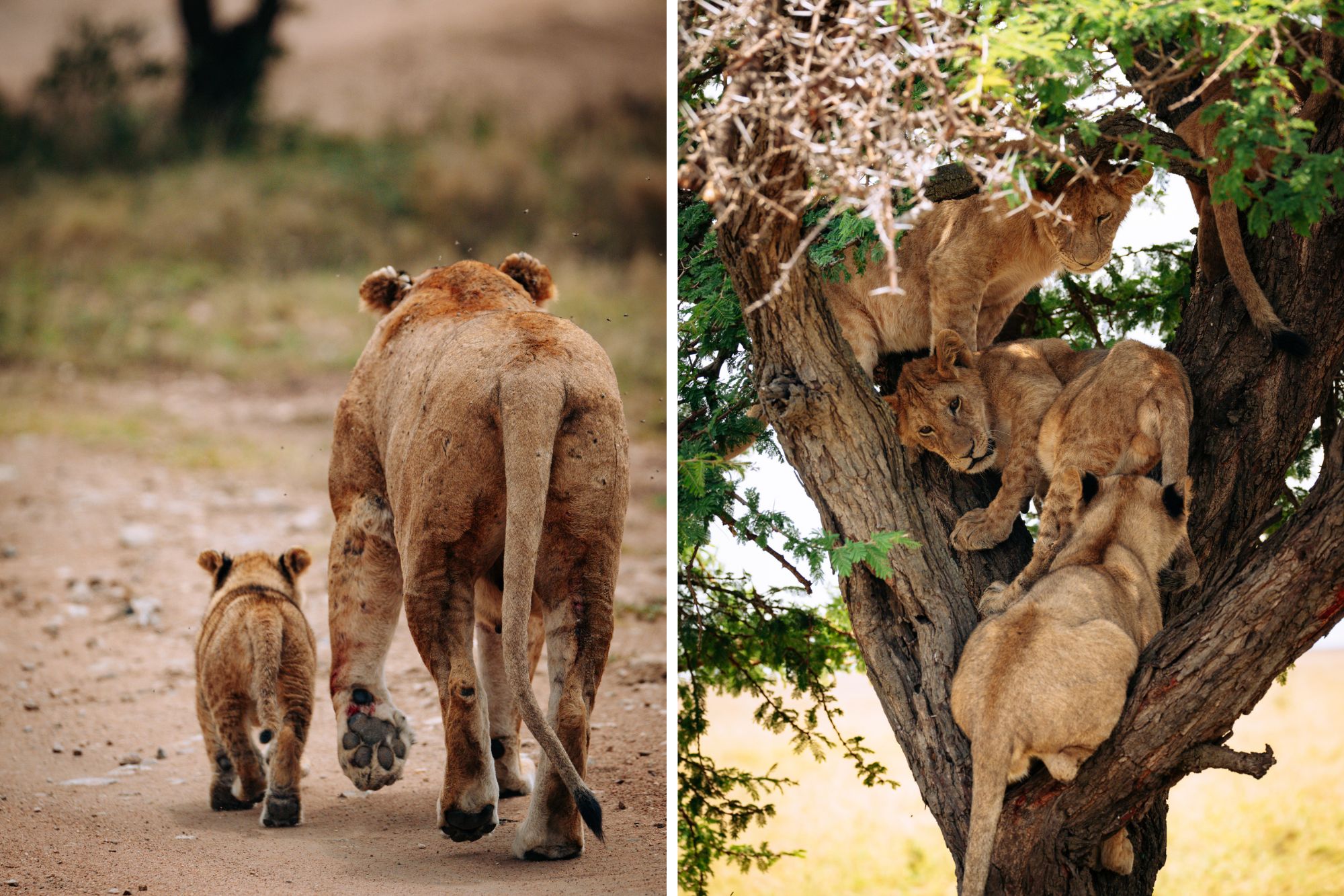 photos of lions in the wild