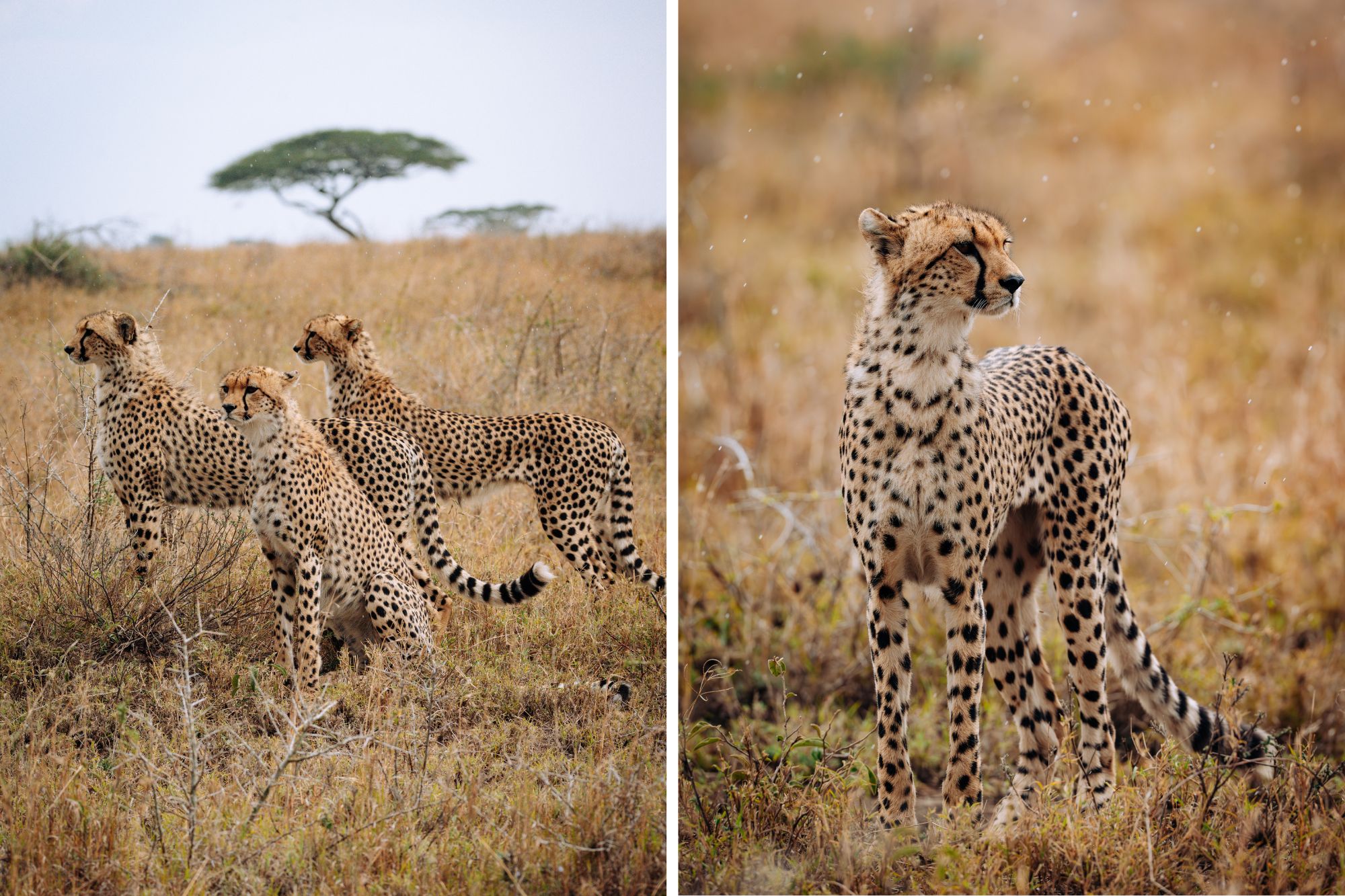 photos of leopards in the wild