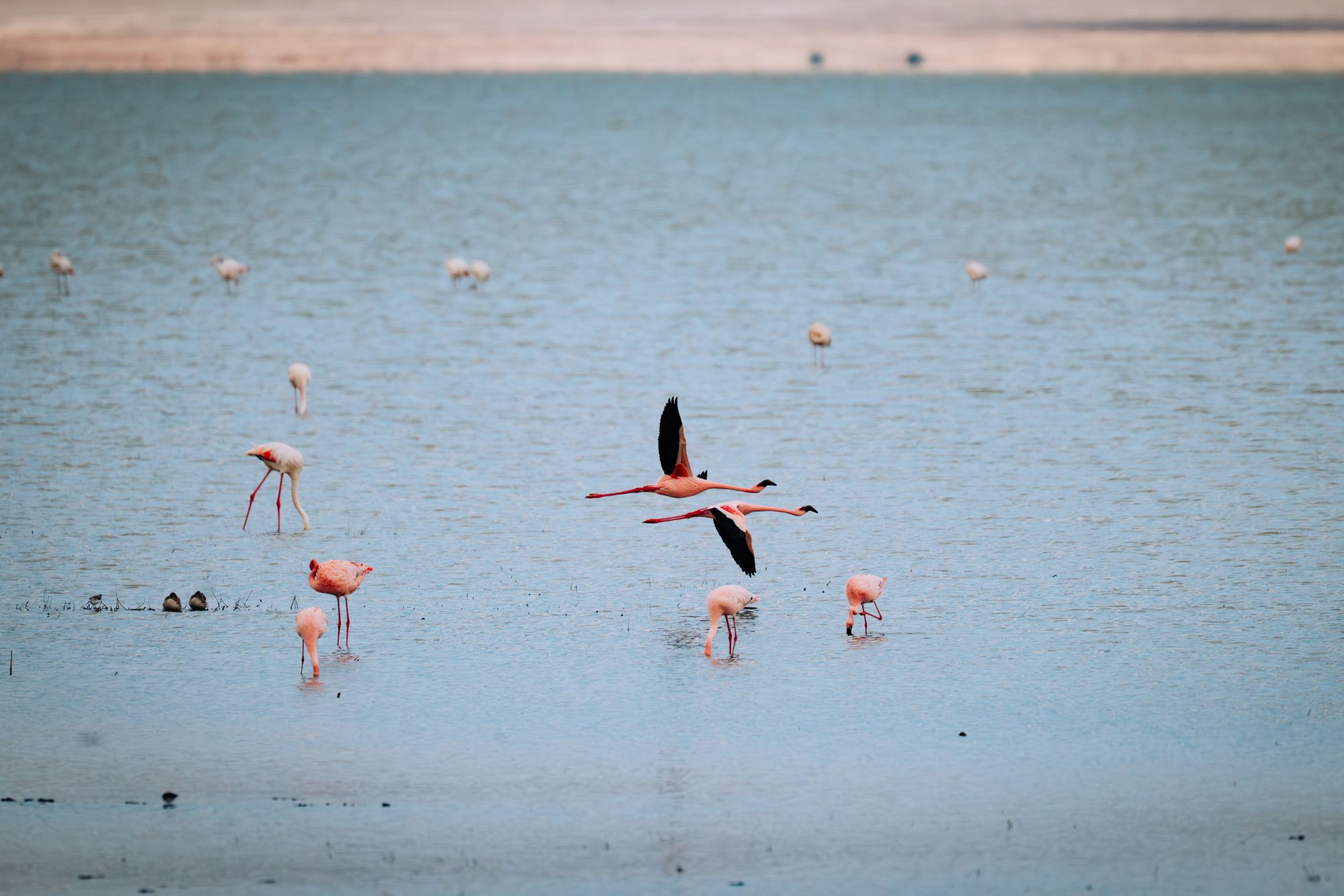 Photograph of flamingos flying