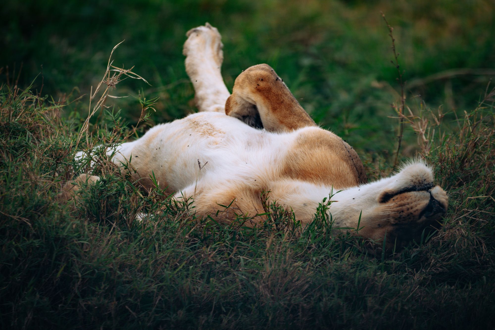 photograph of a lion lying upside down