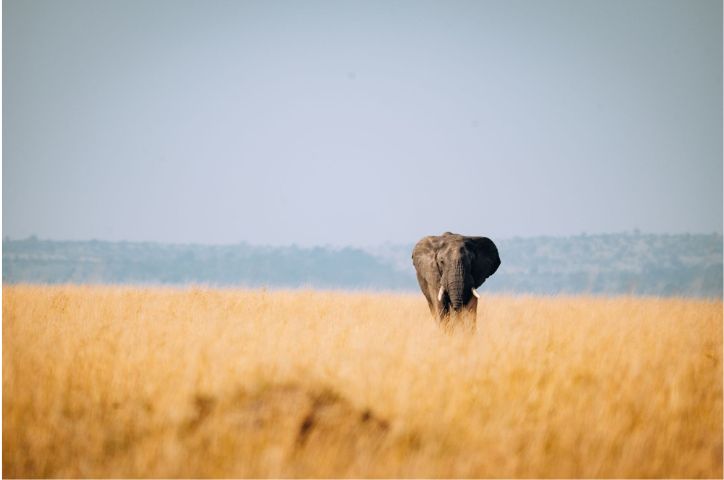 landscape photo of elephant walking across plains